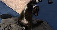 Noir is registered to the contest to win money with this photo: cat, black_and_white, fluffy, lying_down, belly_up, sleeping, relaxed, playful, whiskers, paws, tail, bed, bedding, pillow, laundry, clothing, bedroom, indoor, cozy, portrait