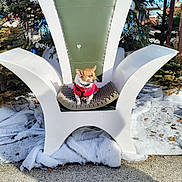 Nuba a rejoint le concours — aidez-le/la à gagner de superbes lots ! dog, small_dog, throne, chair, christmas_tree, ornament, winter, snow, outdoor, pet, red_sweater, festive, seat, cushion, paws, looking_away, holiday_display, decoration, sidewalk, evergreen