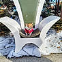dog, small_dog, throne, chair, christmas_tree, ornament, winter, snow, outdoor, pet, red_sweater, festive, seat, cushion, paws, looking_away, holiday_display, decoration, sidewalk, evergreen