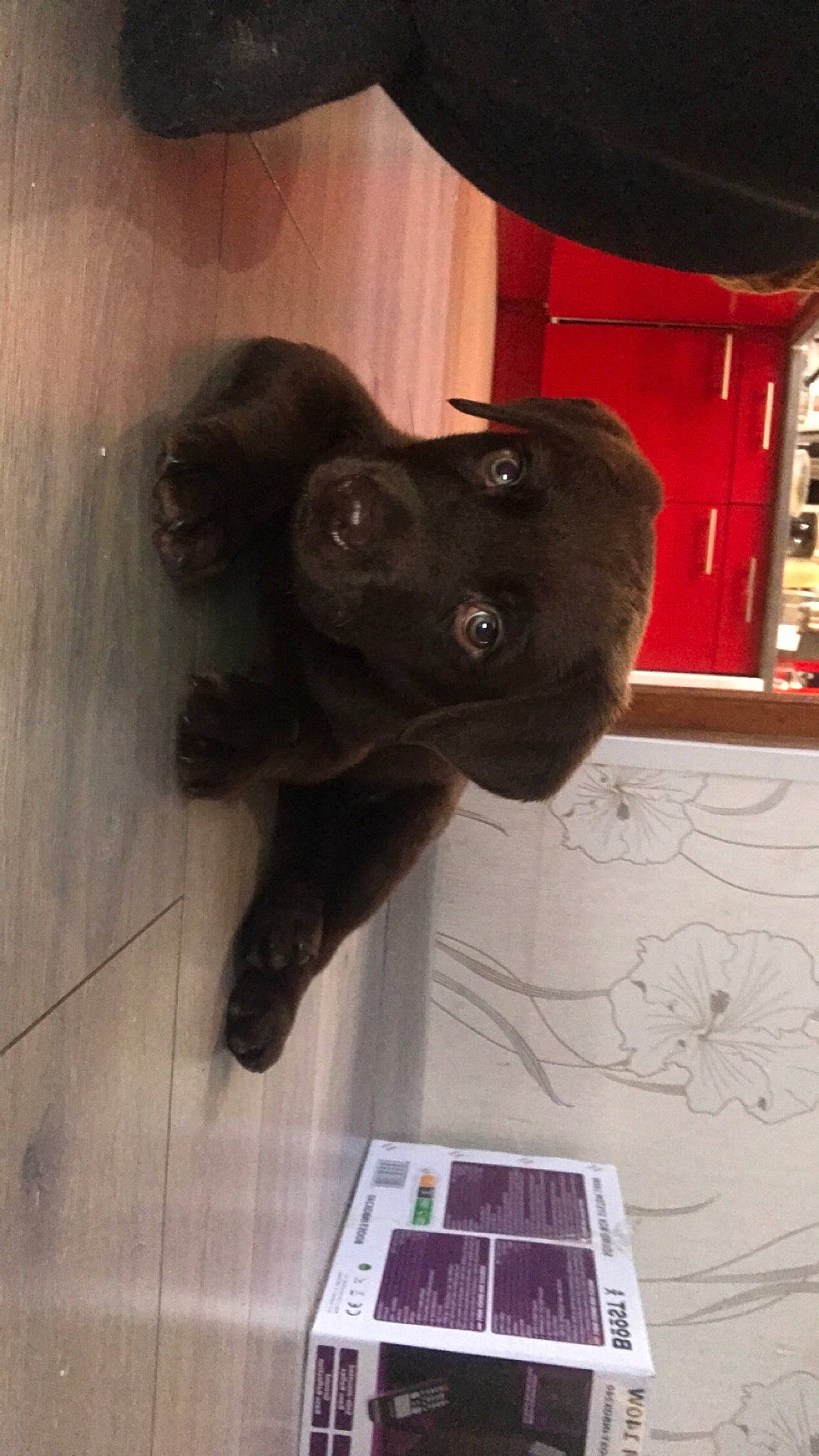 Bouba a rejoint le concours — aidez-le/la à gagner de superbes lots ! canidae, carnivore, companion_dog, dog, dog_breed, liver, non_sporting_group, snout, sporting_group, tile, working_animal, working_dog