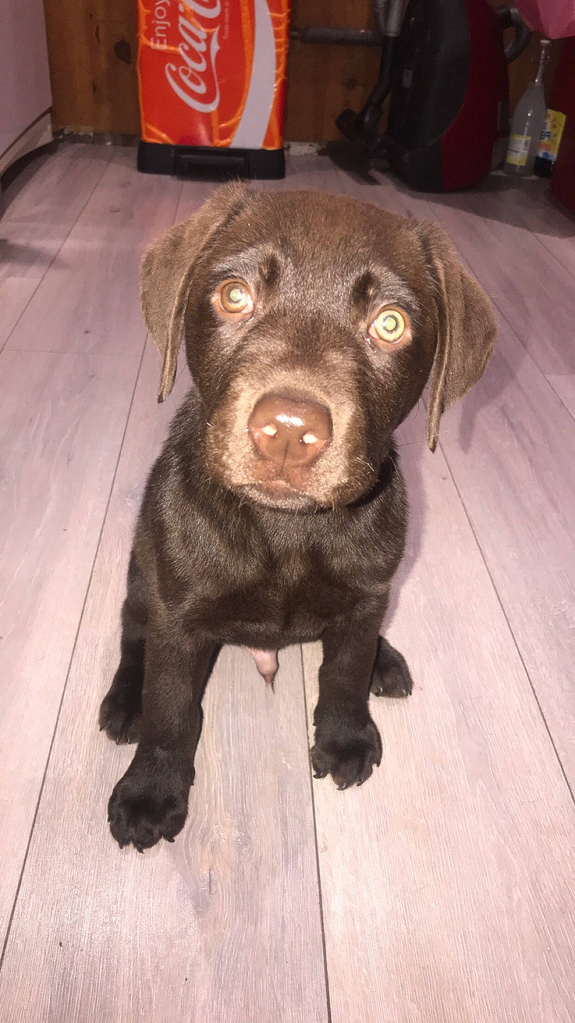 Bouba a rejoint le concours — aidez-le/la à gagner de superbes lots ! canidae, carnivore, companion_dog, dog, dog_breed, floor, flooring, fur, gun_dog, laminate_flooring, liver, skin, snout, sporting_group, terrestrial_animal, tile, tongue, wood_flooring, wood_stain, working_animal