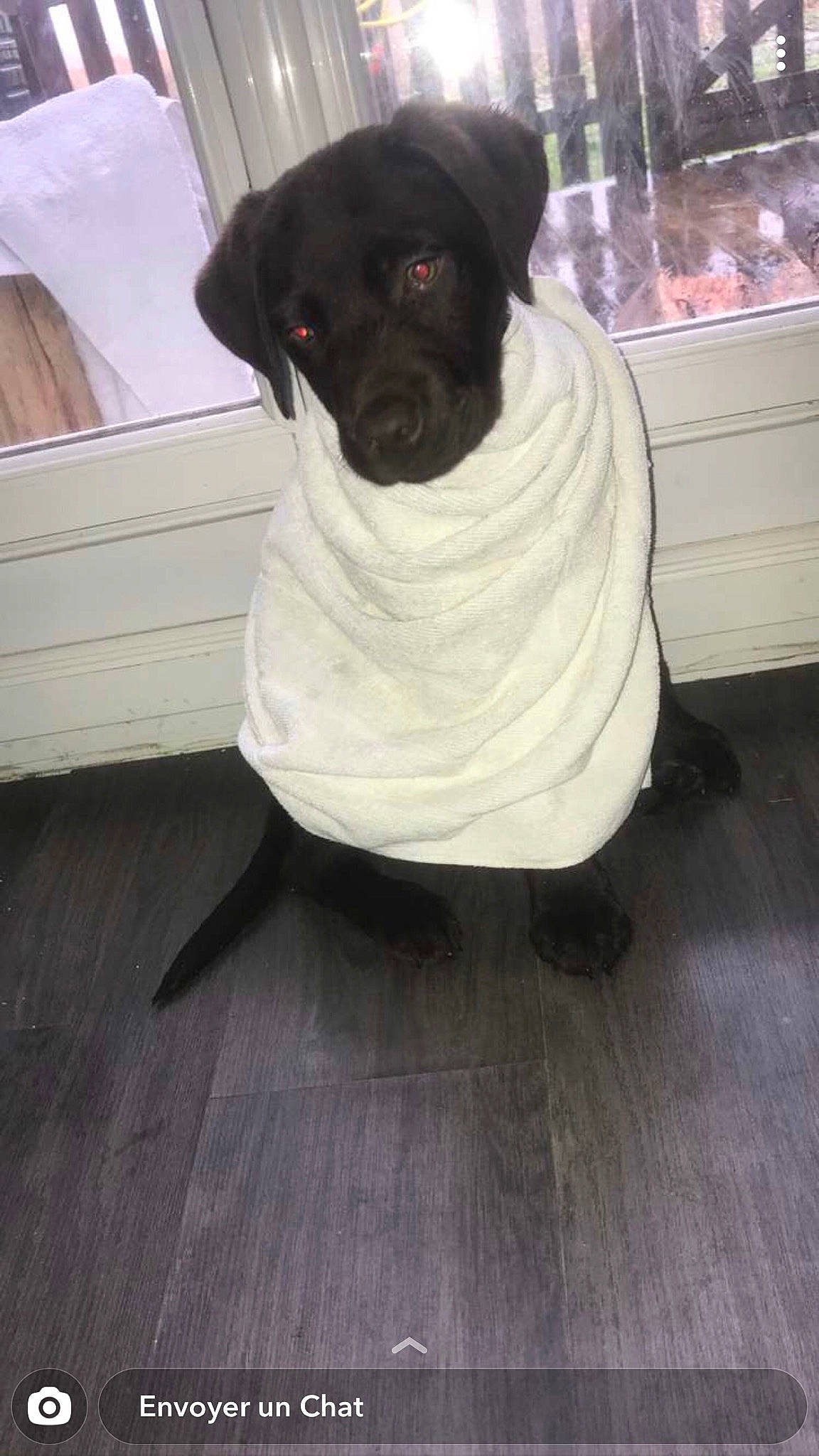 Bouba participe au concours pour gagner de l'argent avec cette photo : black, canidae, carnivore, companion_dog, dog, dog_breed, dog_clothes, dog_supply, floor, flooring, hardwood, laminate_flooring, plank, plywood, pug, snout, wood, wood_flooring, wood_stain, working_animal