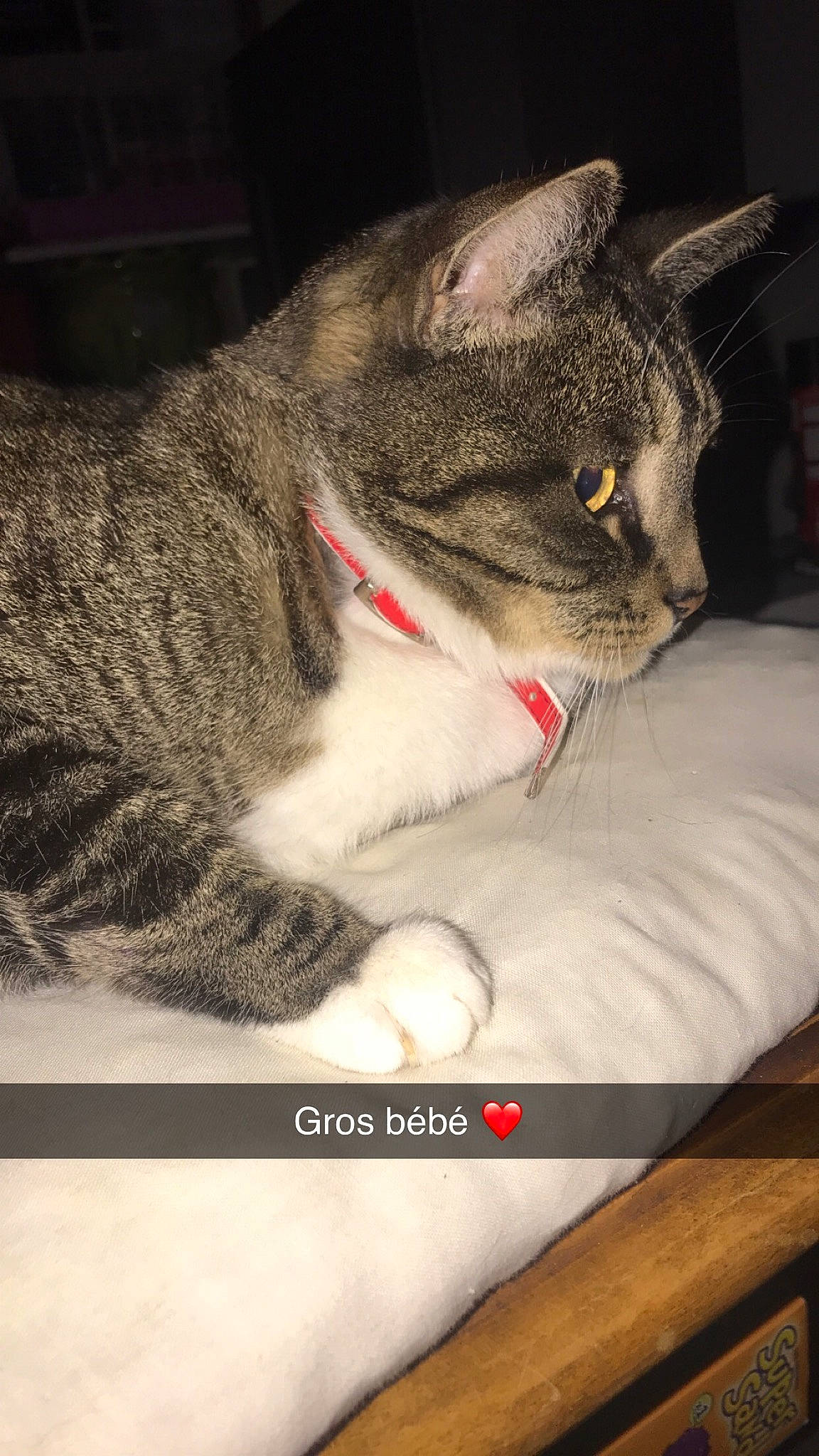 Tigrou a rejoint le concours — aidez-le/la à gagner de superbes lots ! carnivore, cat, comfort, domestic_short_haired_cat, felidae, fur, grey, pet_supply, small_to_medium_sized_cats, snout, whiskers, wood_stain