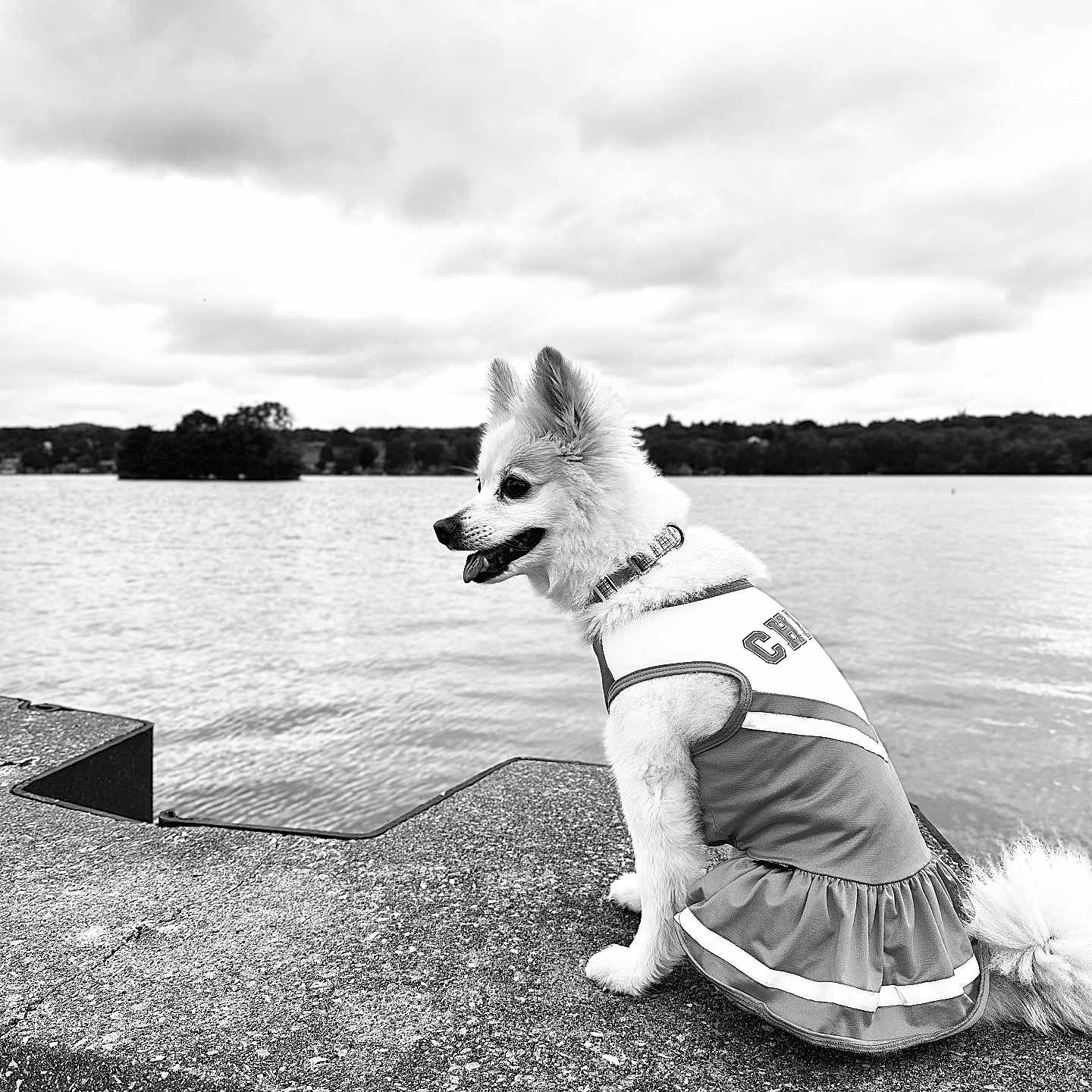 Bella is registered to the contest to win money with this photo: animal, calm, canine, cheer, cheerleader_outfit, cloudy_sky, concrete, costume, daytime, dog, fluffy, lake, landscape, nature, outdoor, pet, quiet, side_view, sitting, water
