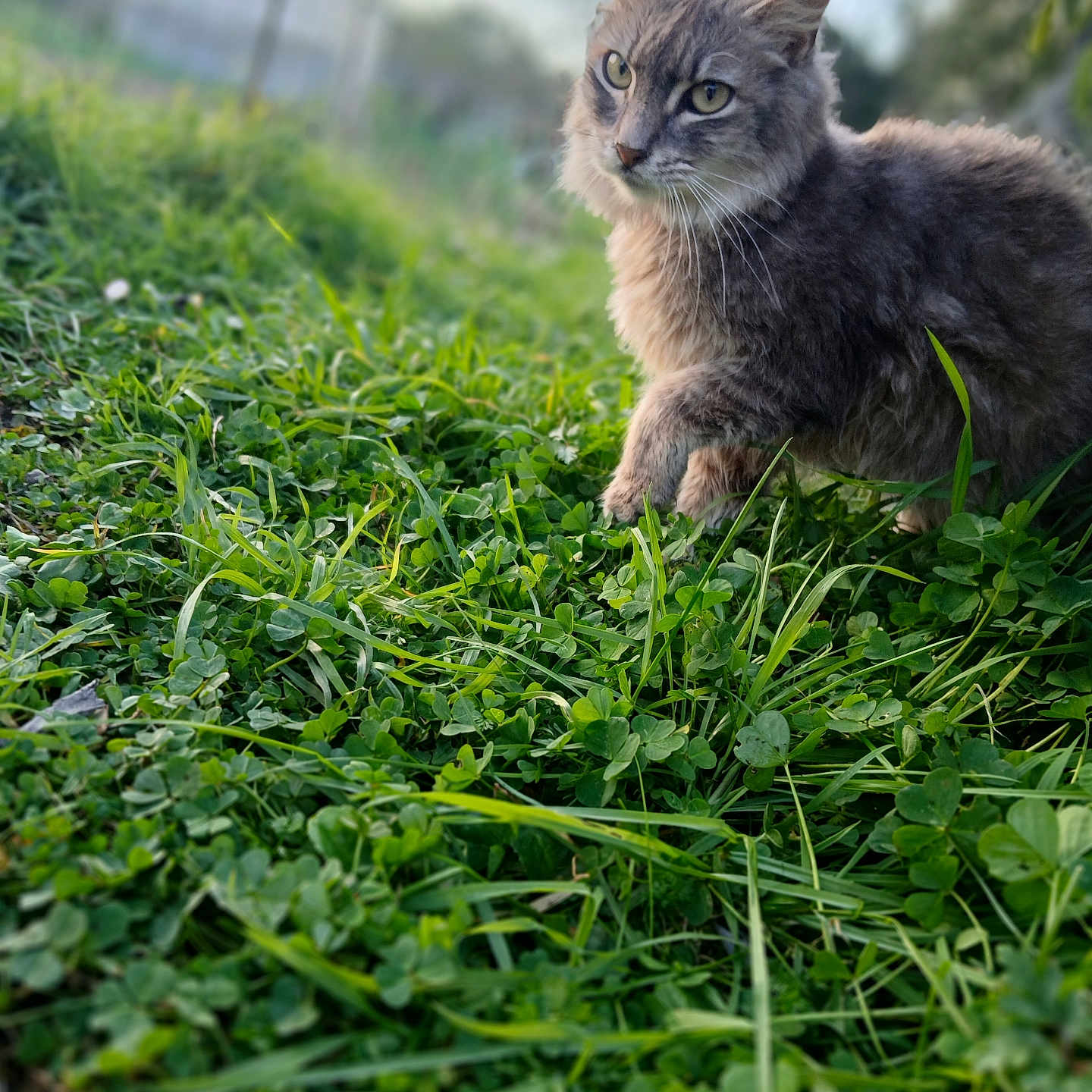 Caline a rejoint le concours — aidez-le/la à gagner de superbes lots ! abyssinian, angora, animal, cat, countryside, field, grass, grassland, herbal, herbs, kitten, lawn, manx, meadow, nature, outdoors, pet, plant, siamese, vegetation