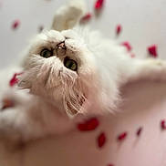 Maxwell participe au concours pour gagner de l'argent avec cette photo : abyssinian, angora, animal, bodypart, cat, flower, head, indoors, kitten, manx, mouth, person, pet, petal, plant, siamese, sleeping, snout, white