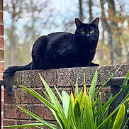 Leo joined the competition — help win amazing prizes! black_cat, cat, animal, pet, outdoor, brick_wall, green_plant, leaves, nature, feline, yellow_eyes, fur, resting, curious, close_up, daylight, blurred_background, wildlife, mammal, tail