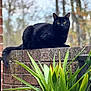 black_cat, cat, animal, pet, outdoor, brick_wall, green_plant, leaves, nature, feline, yellow_eyes, fur, resting, curious, close_up, daylight, blurred_background, wildlife, mammal, tail