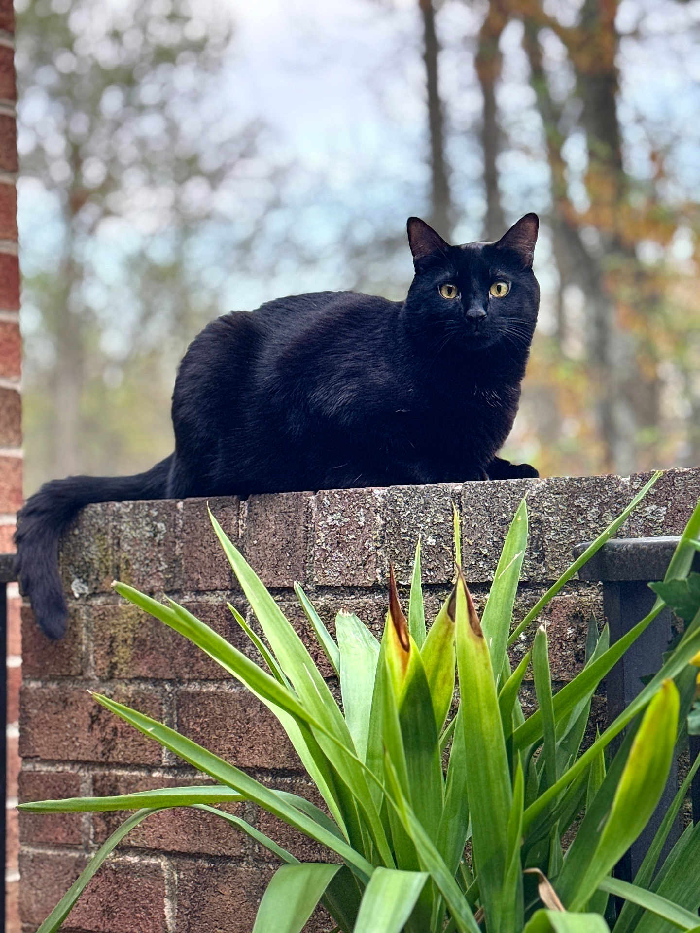 Leo joined the competition — help win amazing prizes! black_cat, cat, animal, pet, outdoor, brick_wall, green_plant, leaves, nature, feline, yellow_eyes, fur, resting, curious, close_up, daylight, blurred_background, wildlife, mammal, tail