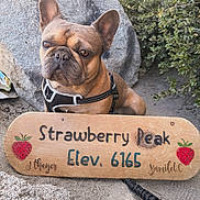 Bruno is registered to the contest to win money with this photo: french_bulldog, dog, pet, wooden_sign, strawberry_sign, outdoor, rock, shrubbery, harness, leash, portrait, brown_fur, large_ears, snout, trail, hiking, elevation_sign, sand, nature, cute