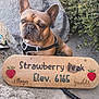 french_bulldog, dog, pet, wooden_sign, strawberry_sign, outdoor, rock, shrubbery, harness, leash, portrait, brown_fur, large_ears, snout, trail, hiking, elevation_sign, sand, nature, cute