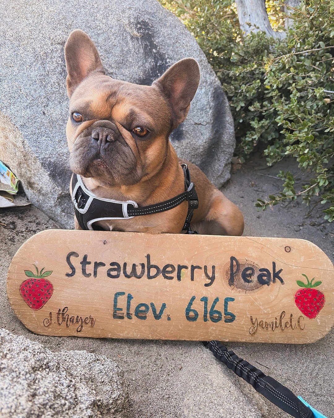 Bruno is registered to the contest to win money with this photo: french_bulldog, dog, pet, wooden_sign, strawberry_sign, outdoor, rock, shrubbery, harness, leash, portrait, brown_fur, large_ears, snout, trail, hiking, elevation_sign, sand, nature, cute