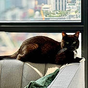 Oreo joined the competition — help win amazing prizes! cat, black_cat, green_eyes, couch, indoor, window, city_view, sunlight, relaxed, pet, feline, whiskers, tail, fur, home, urban, daylight, comfortable, resting, domestic_animal