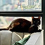 cat, black_cat, green_eyes, couch, indoor, window, city_view, sunlight, relaxed, pet, feline, whiskers, tail, fur, home, urban, daylight, comfortable, resting, domestic_animal
