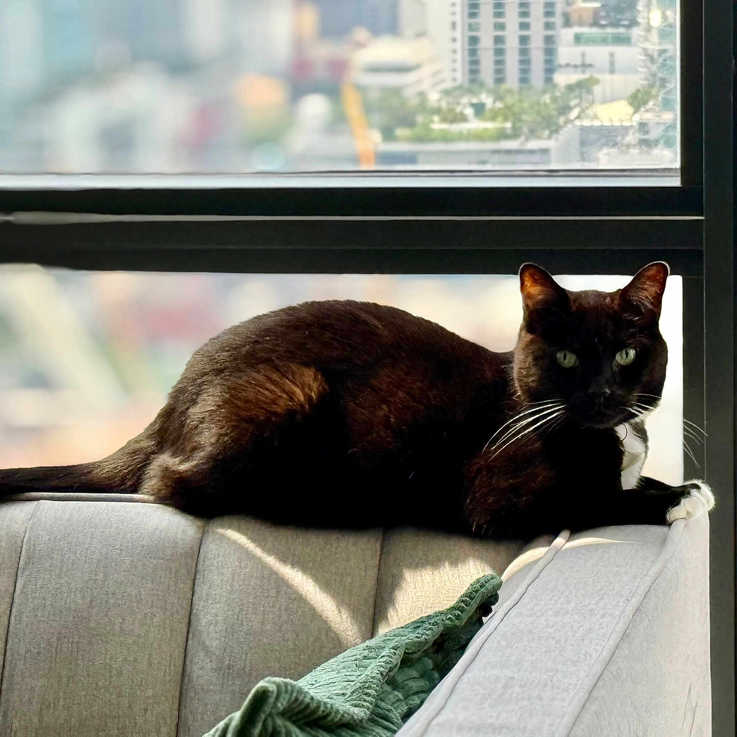 Oreo joined the competition — help win amazing prizes! black_cat, cat, city_view, comfortable, couch, daylight, domestic_animal, feline, fur, green_eyes, home, indoor, pet, relaxed, resting, sunlight, tail, urban, whiskers, window