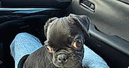 Booner is registered to the contest to win money with this photo: puppy, dog, black_dog, car_interior, lap, jeans, seatbelt, window, side_mirror, daylight, cute, pet, animal, small_dog, young_dog, looking, sitting, fur, ears, nose
