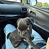 puppy, dog, black_dog, car_interior, lap, jeans, seatbelt, window, side_mirror, daylight, cute, pet, animal, small_dog, young_dog, looking, sitting, fur, ears, nose