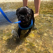 Booner joined the competition — help win amazing prizes! puppy, pug, dog, black_dog, water, shallow_water, leash, blue_harness, splashing, legs, person, sunlight, pebbles, outdoor, summer, playing, cute, pet, animal, nature