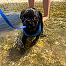 puppy, pug, dog, black_dog, water, shallow_water, leash, blue_harness, splashing, legs, person, sunlight, pebbles, outdoor, summer, playing, cute, pet, animal, nature