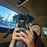 Booner is registered to the contest to win money with this photo: dog, pug, black_dog, powder, face, pet, person, glasses, car_interior, window, trees, hand, holding, seat, blue_harness, portrait, cute, animal, indoors, messy_face