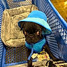 Booner joined the competition — help win amazing prizes! dog, pug, black_dog, blue_hat, blue_harness, shopping_cart, pet_bed, indoor, pet, animal, cute, small_dog, looking_up, curious, puppy, mesh_harness, store, retail, pet_accessory, adorable