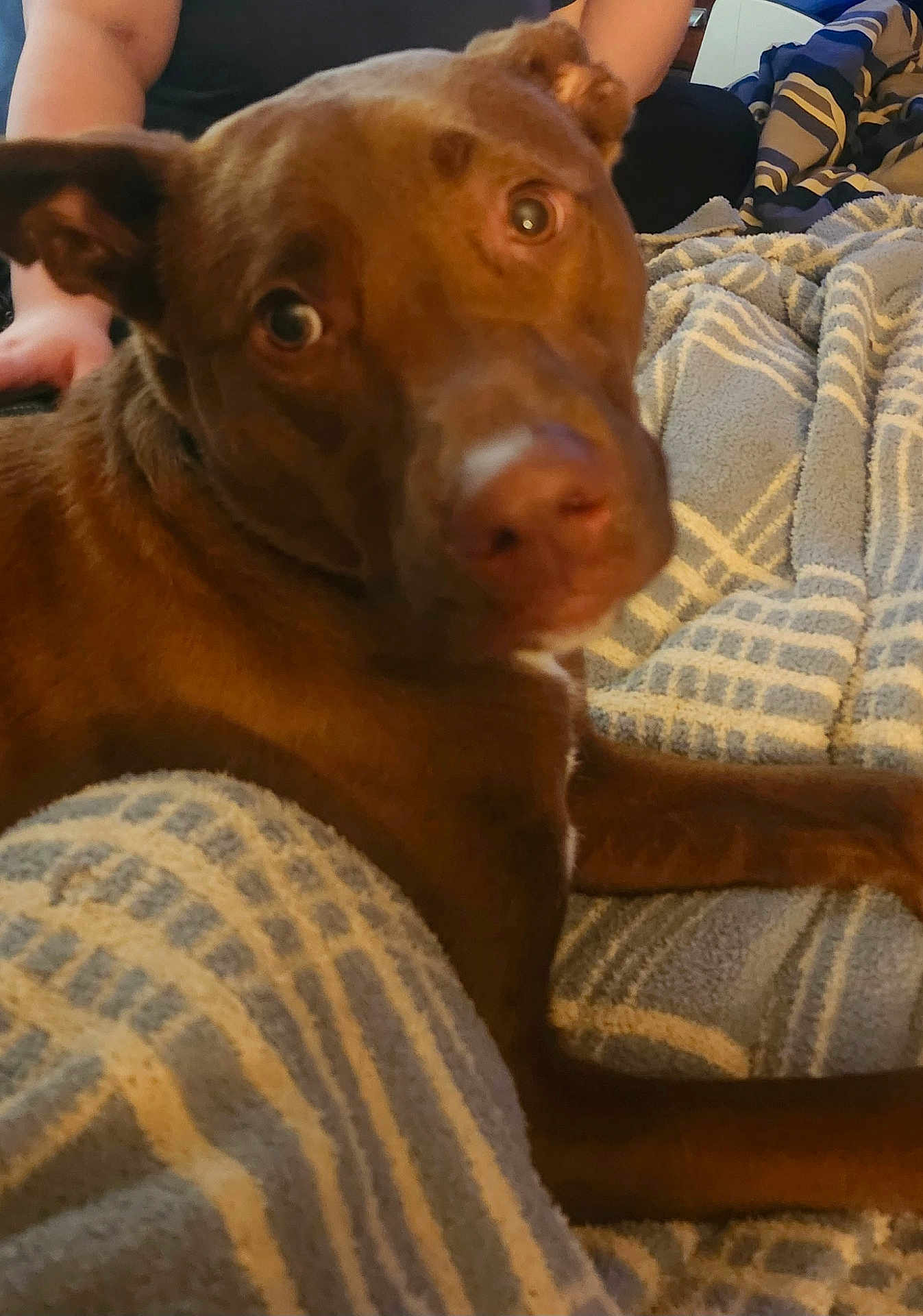 Scooby Do