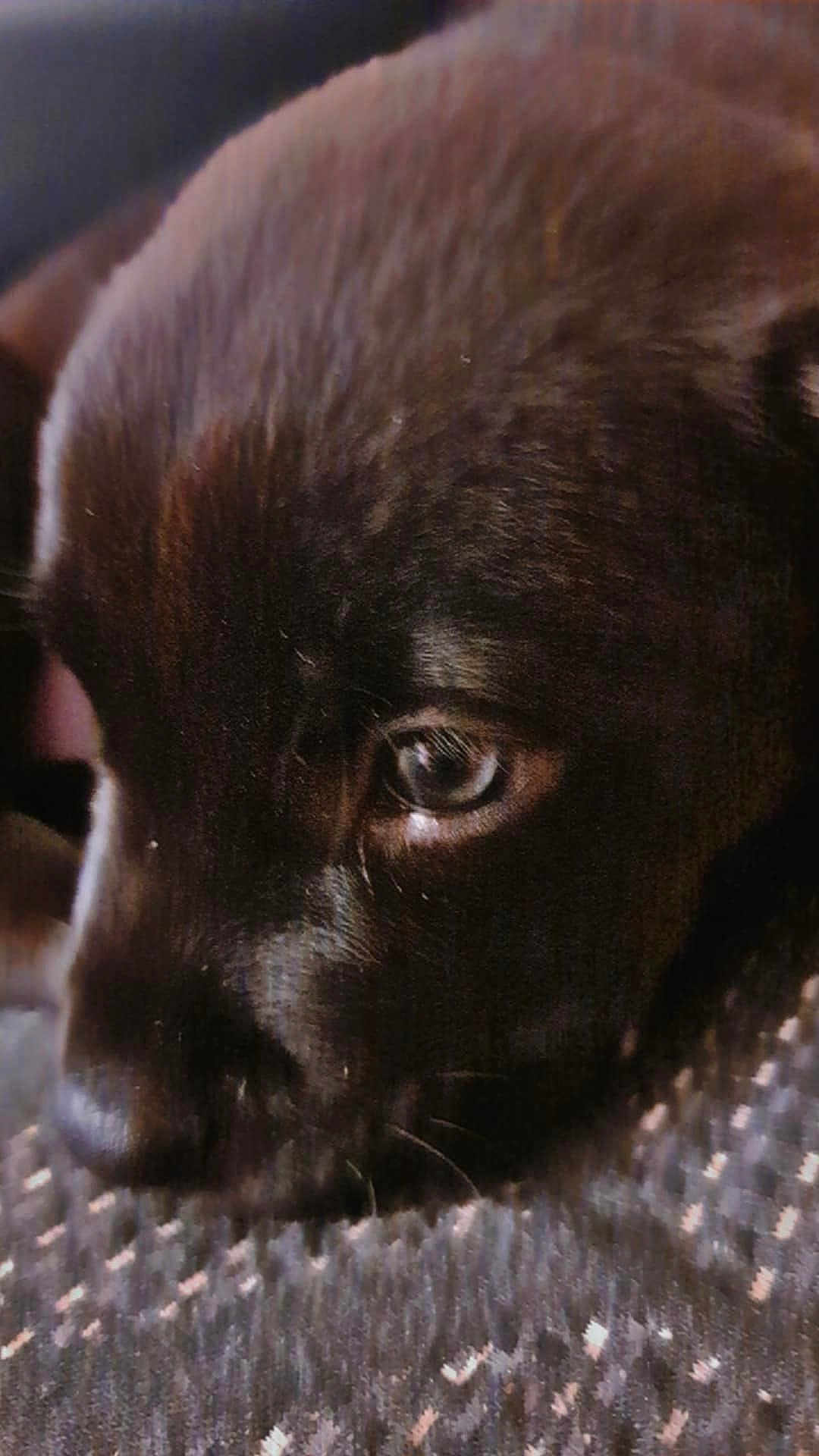Niko