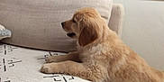 Mango is registered to the contest to win money with this photo: golden_retriever, puppy, dog, couch, living_room, furniture, pet, animal, fur, cute, indoor, home, wood_floor, blanket, cozy, resting, side_view, young_dog, canine, domestic_animal