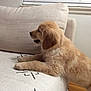 golden_retriever, puppy, dog, couch, living_room, furniture, pet, animal, fur, cute, indoor, home, wood_floor, blanket, cozy, resting, side_view, young_dog, canine, domestic_animal