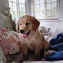 Mango is registered to the contest to win money with this photo: puppy, dog, golden_retriever, bed, blanket, pillow, indoor, window, natural_light, tongue_out, cute, pet, fur, animal, cozy, playing, happy, young, home, soft