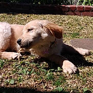 Mango joined the competition — help win amazing prizes! dog, puppy, golden_retriever, grass, outdoor, sunlight, chewing, relaxed, animal, pet, nature, greenery, red_brick, collar, chew_toy, playful, young, fur, canine, resting