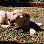 dog, puppy, golden_retriever, grass, outdoor, sunlight, chewing, relaxed, animal, pet, nature, greenery, red_brick, collar, chew_toy, playful, young, fur, canine, resting