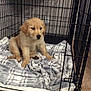 Mango joined the competition — help win amazing prizes! puppy, golden_retriever, dog, crate, blanket, plaid, pet, indoor, cage, fur, cute, young, animal, canine, floor, resting, home, cozy, companion, pet_bed