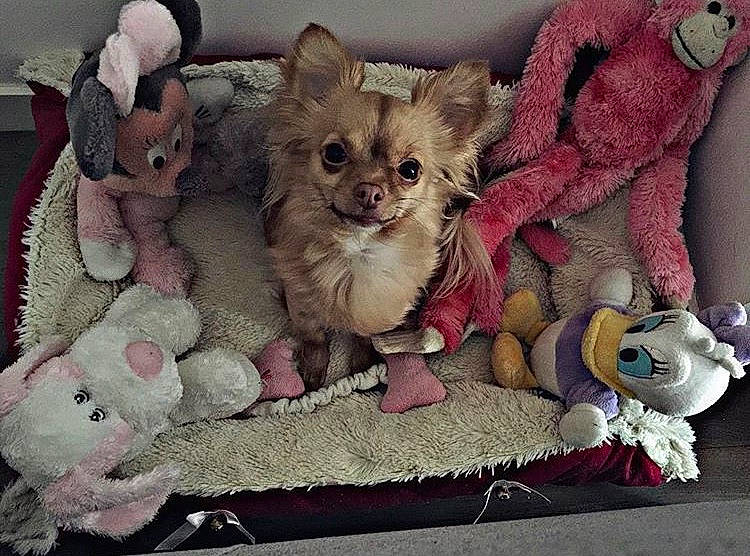 Festina participe au concours pour gagner de l'argent avec cette photo : canidae, carnivore, cat, chihuahua, companion_dog, dog, dog_breed, fawn, mammal, morkie, pomeranian, puppy, toy_dog, vertebrate