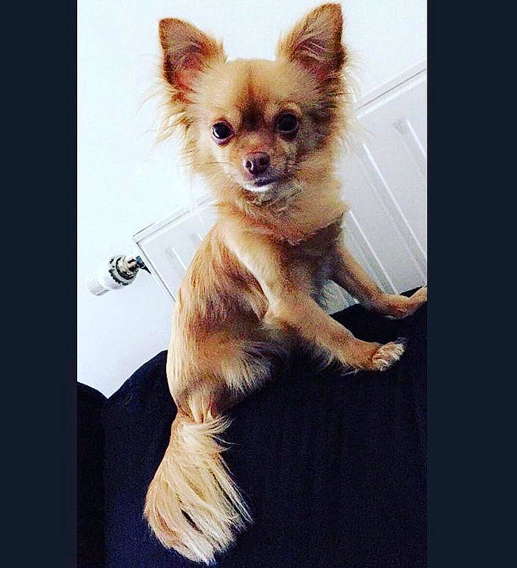 Festina participe au concours pour gagner de l'argent avec cette photo : canidae, carnivore, chihuahua, companion_dog, dog, dog_breed, ear, fawn, fur, mammal, pomeranian, puppy, snout, toy_dog, yorkshire_terrier