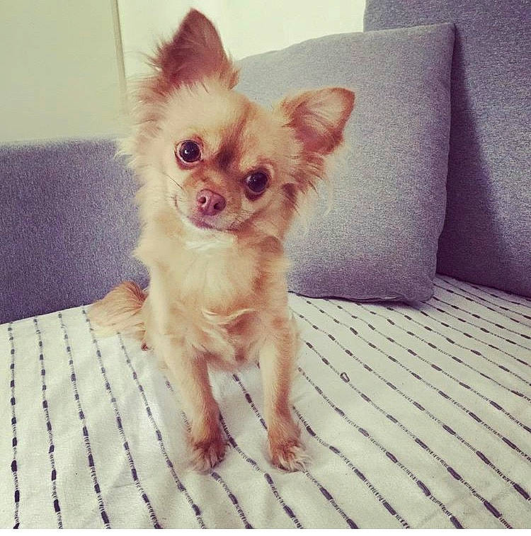 Festina participe au concours pour gagner de l'argent avec cette photo : canidae, carnivore, chihuahua, companion_dog, dog, dog_breed, ear, eye, fawn, mammal, pomeranian, puppy, russkiy_toy, skin, snout, toy_dog, vertebrate