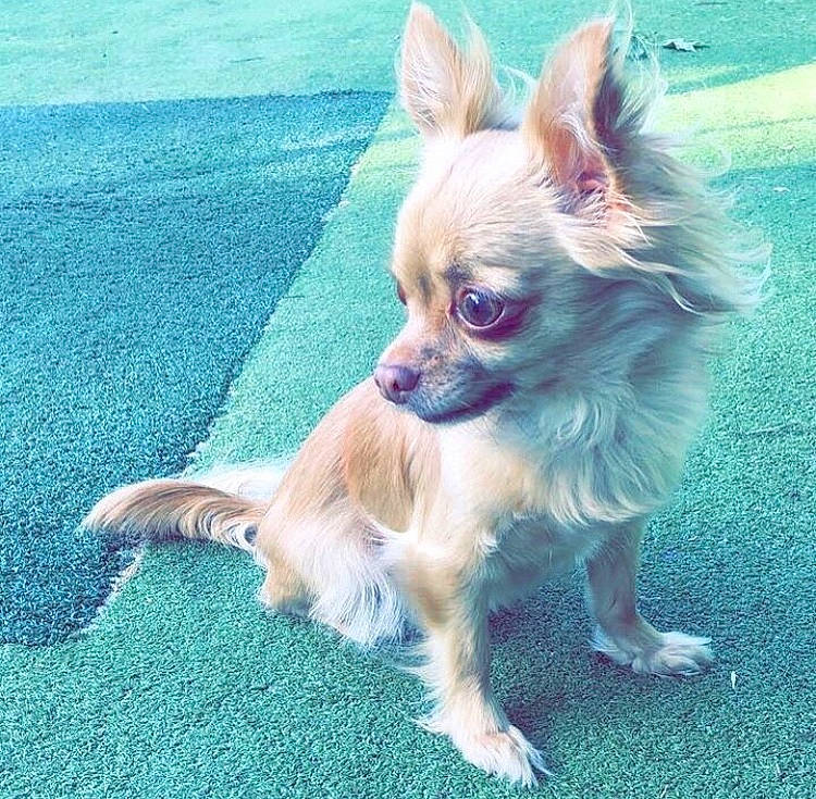 Festina participe au concours pour gagner de l'argent avec cette photo : canidae, carnivore, chihuahua, companion_dog, dog, dog_breed, ear, fawn, mammal, puppy, russkiy_toy, snout, toy_dog