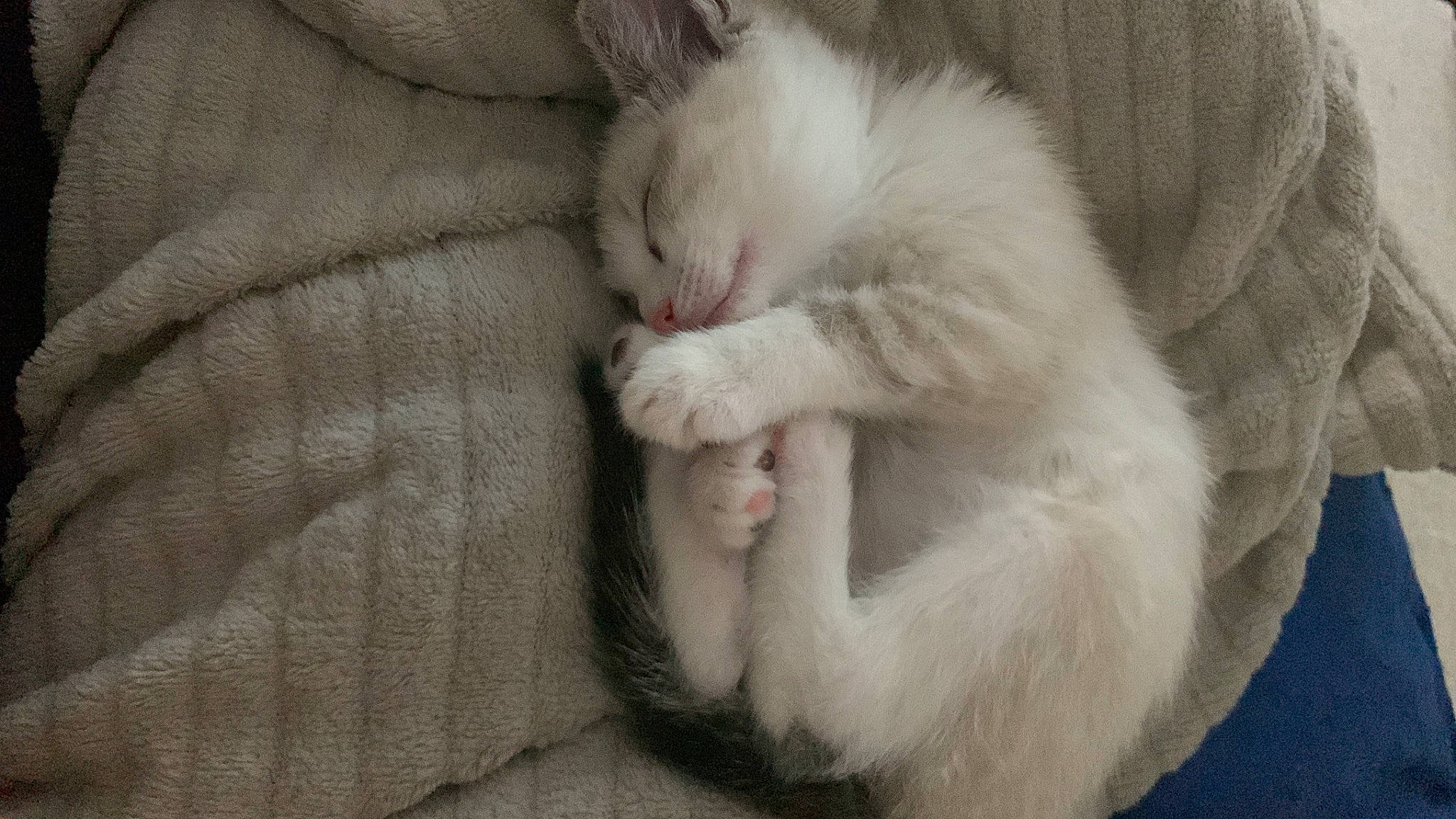 Diana a rejoint le concours — aidez-le/la à gagner de superbes lots ! carnivore, cat, claw, comfort, domestic_short_haired_cat, felidae, fur, nap, paw, sleep, small_to_medium_sized_cats, tail, whiskers