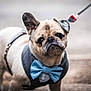 adorable, animal, black_nose, bow_tie, canine, close_up, cute, dog, ears, face, fashion, fur, leash, outdoor, pet, portrait, pug, small_dog, tuxedo, walking
