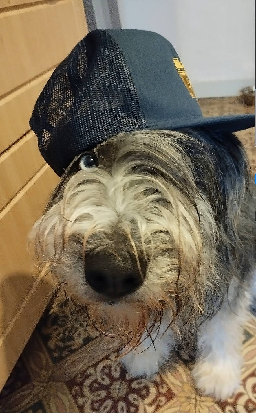 Zelta participe au concours pour gagner de l'argent avec cette photo : carnivore, comfort, companion_dog, costume_hat, dog, dog_breed, dog_supply, fashion_accessory, flooring, fur, hat, liver, metal, schnauzer, snout, sporting_group, terrier, toy_dog, wood, working_animal