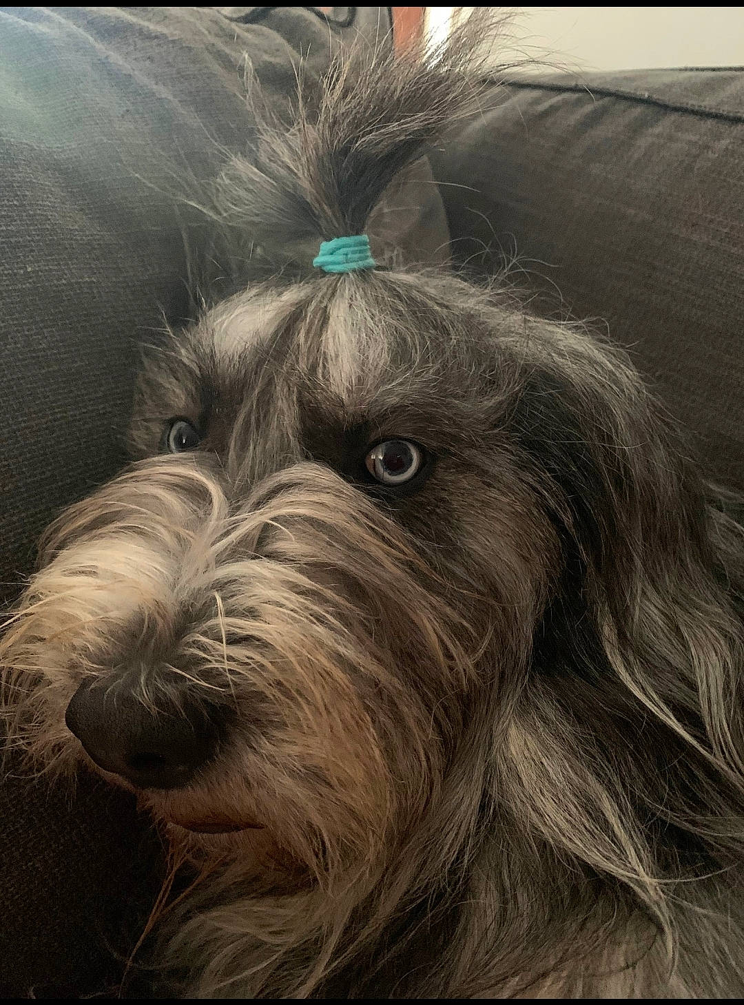 Zelta participe au concours pour gagner de l'argent avec cette photo : ancient_dog_breeds, art, biewer_terrier, canidae, carnivore, companion_dog, dog, dog_breed, fur, illustration, liver, non_sporting_group, painting, puppy, small_terrier, snout, sporting_group, terrier, toy_dog, working_animal