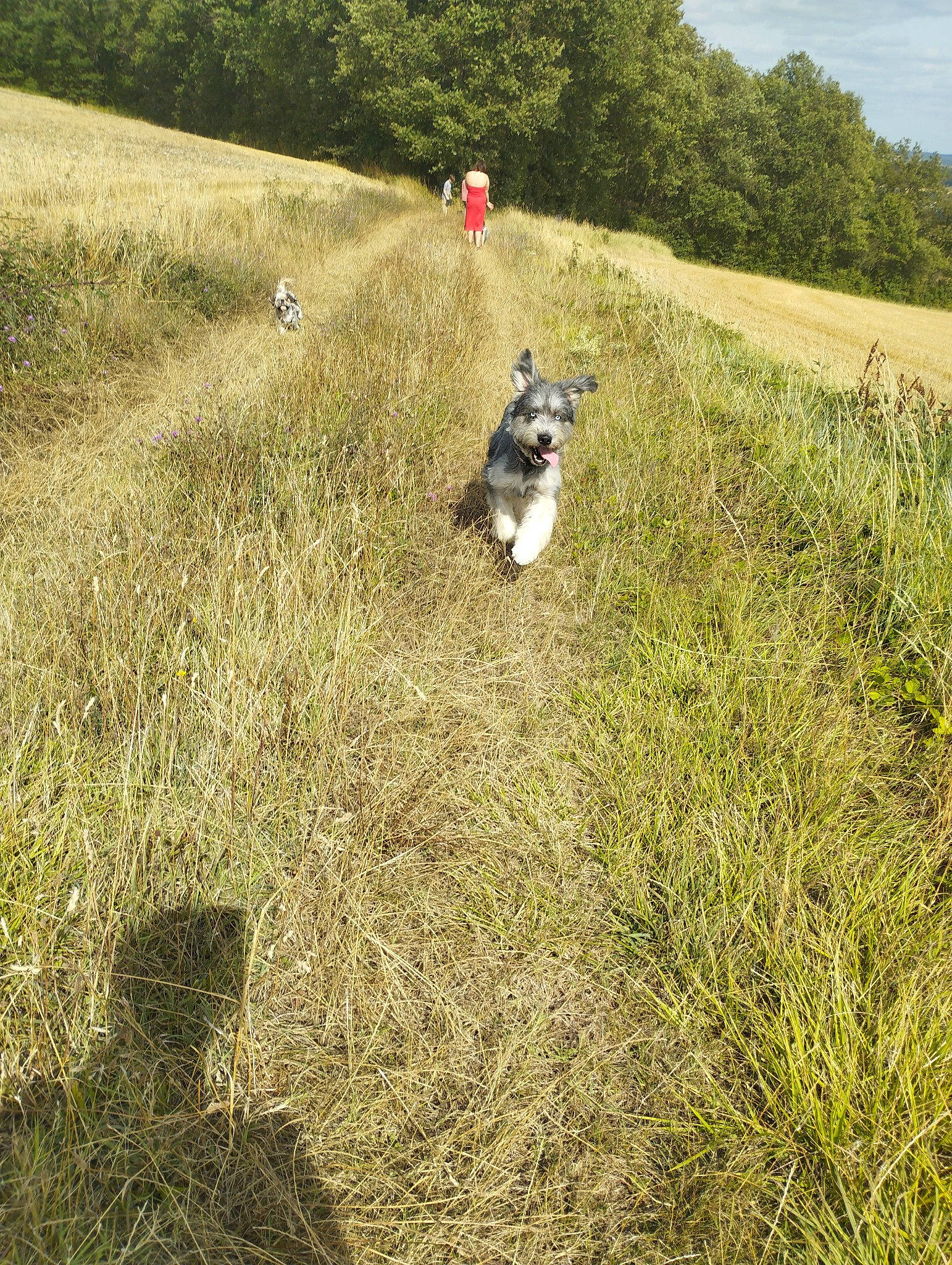 Zelta participe au concours pour gagner de l'argent avec cette photo : carnivore, cloud, dog, dog_breed, field, grass, grassland, land_lot, landscape, meadow, natural_landscape, pasture, plain, plant, plant_community, prairie, sky, slope, soil, tree