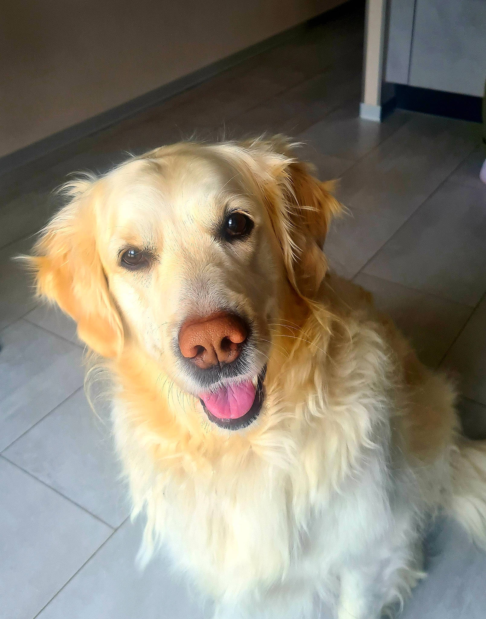 Doudoune participe au concours pour gagner de l'argent avec cette photo : canidae, carnivore, companion_dog, dog, dog_breed, dog_supply, fang, fawn, flooring, fur, golden_retriever, gun_dog, paw, pet_supply, retriever, shout, snout, sporting_group, whiskers, working_animal