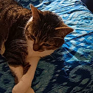 Bella joined the competition — help win amazing prizes! animal, bed, blanket, blue, cat, closeup, cute, domestic_cat, ears, feline, fur, indoor, laying, pattern, pet, relaxed, resting, tabby, whiskers, white_paws