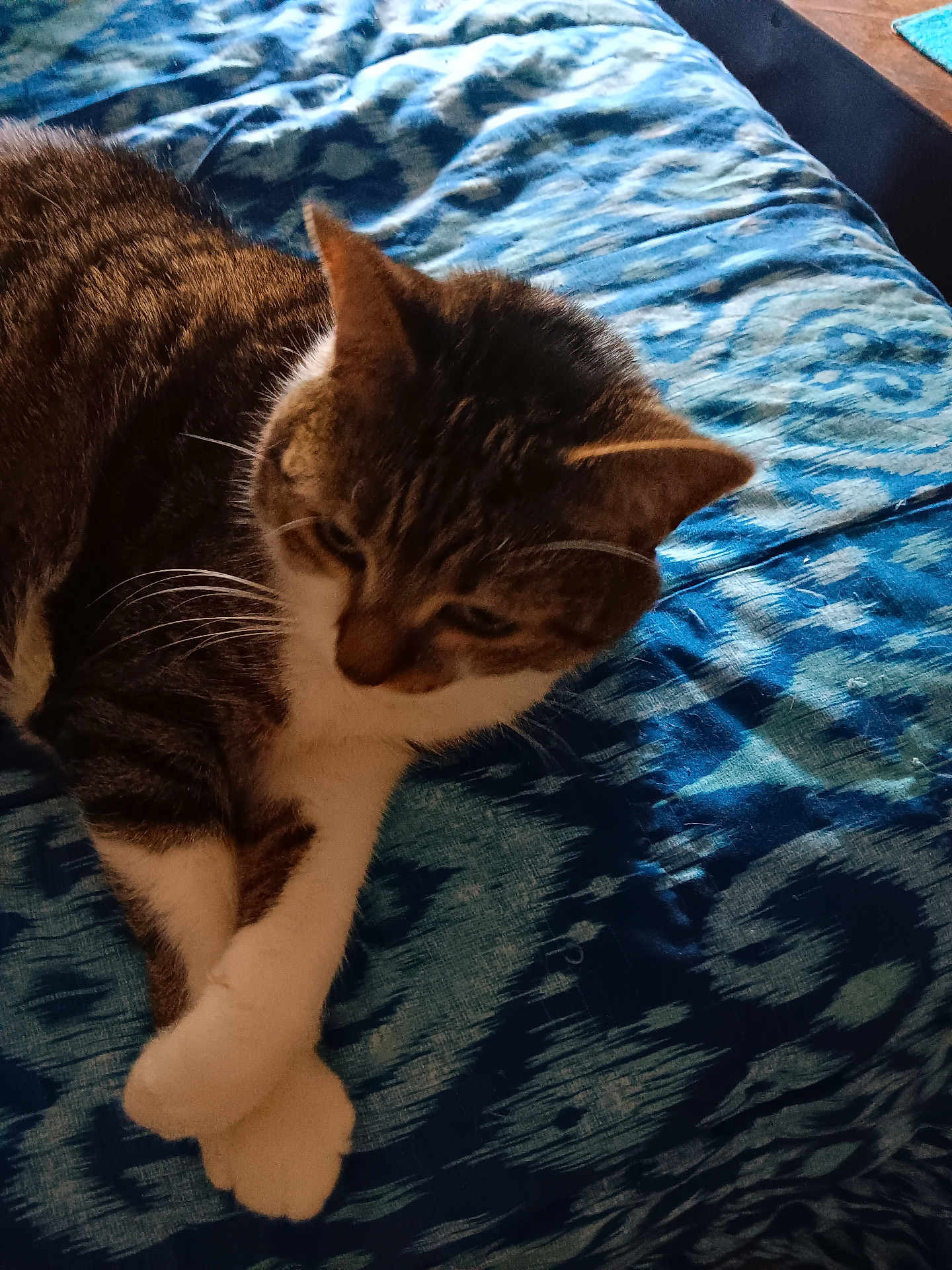 Bella