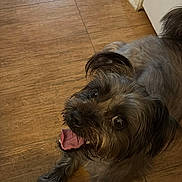 Seven is registered to the contest to win money with this photo: dog, small_dog, pet, happy, tongue_out, indoor, wooden_floor, looking_up, fur, ears, animal, companion, cute, friendly, domestic_animal, canine, tongue, mouth_open, floor, playful