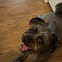 dog, small_dog, pet, happy, tongue_out, indoor, wooden_floor, looking_up, fur, ears, animal, companion, cute, friendly, domestic_animal, canine, tongue, mouth_open, floor, playful