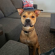 Sabastian is registered to the contest to win money with this photo: dog, brown_dog, sitting, indoor, living_room, sofa, couch, carpet, pillow, patterned_rug, wall, floor, wood_floor, pet, collar, ears, animal, furniture, home_interior, curious