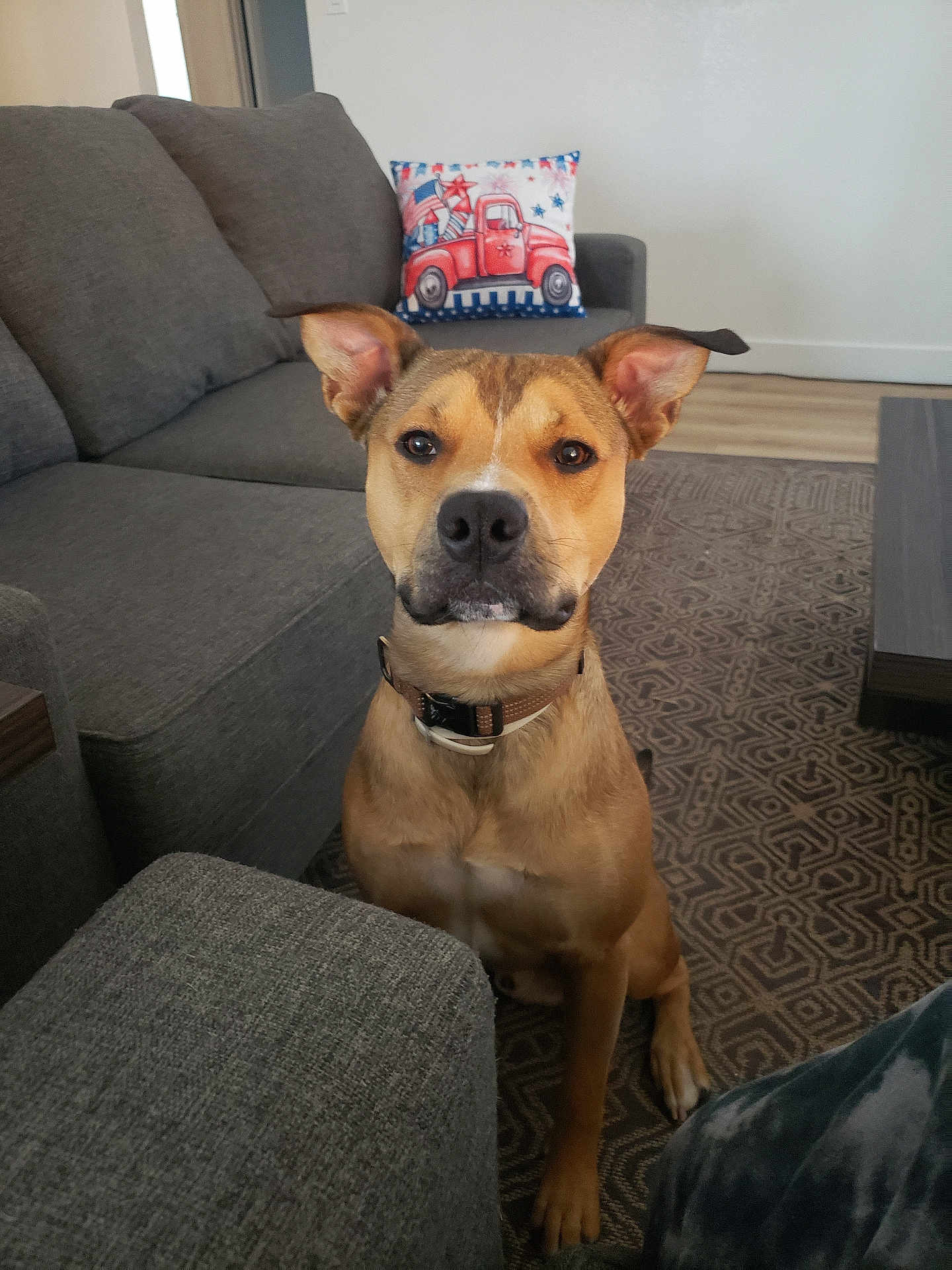 Sabastian is registered to the contest to win money with this photo: dog, brown_dog, sitting, indoor, living_room, sofa, couch, carpet, pillow, patterned_rug, wall, floor, wood_floor, pet, collar, ears, animal, furniture, home_interior, curious
