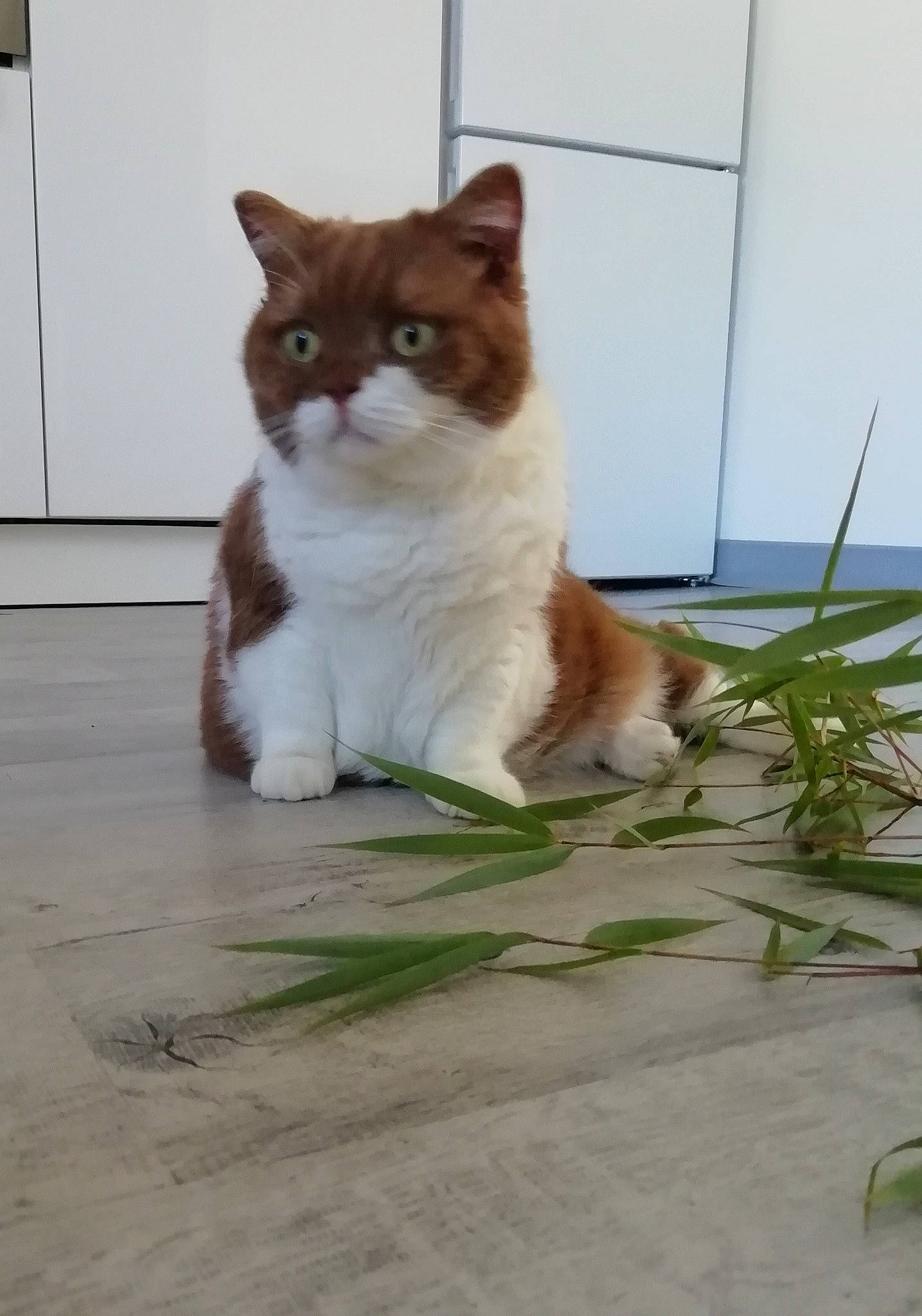 Ombelyne participe au concours pour gagner de l'argent avec cette photo : carnivore, cat, domestic_short_haired_cat, fawn, felidae, flooring, foot, fur, grass, hardwood, paw, plant, road_surface, sitting, small_to_medium_sized_cats, snout, tail, terrestrial_animal, whiskers, wood